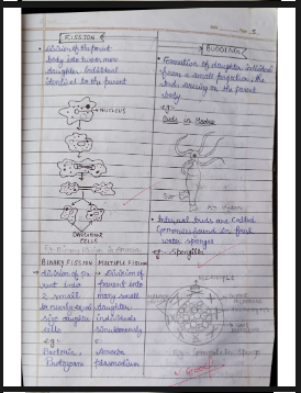 Chapter 1: Reproduction in Organisms Class 12 Notes PDF Download - Page 2