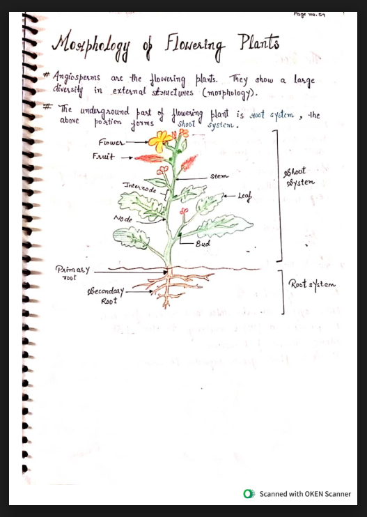 Images of Morphology of Flowering Plants Class 11 Biology Notes&nbsp;PDF - Page 1