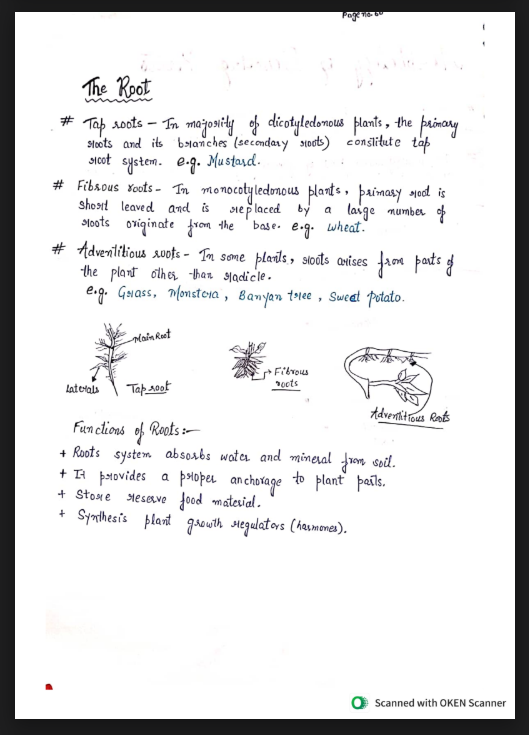 Images of Morphology of Flowering Plants Class 11 Biology Notes&nbsp;PDF - Page 2