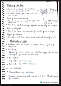 Chapter 5: Morphology of flowering Plants class 11 Notes Free PDF