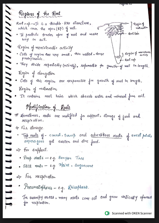 Images of Morphology of Flowering Plants Class 11 Biology Notes&nbsp;PDF - Page 3