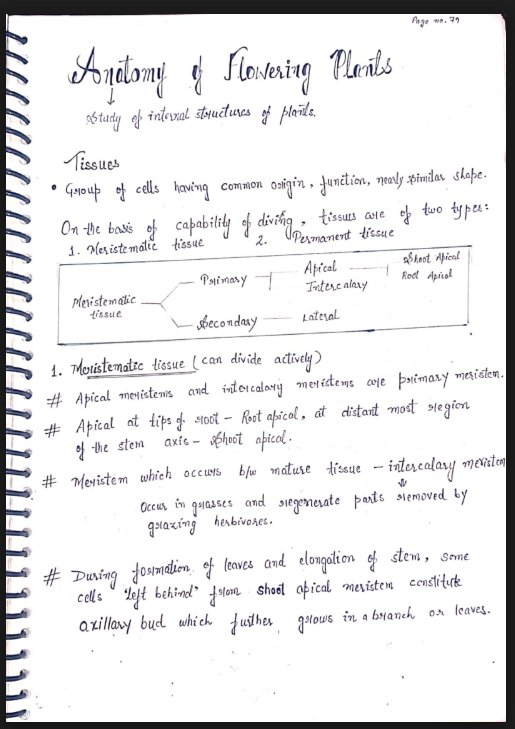 Images of Chapter 6: Anatomy of Flowering Plants Class 11 Biology Handwritten Notes PDF - Page 1