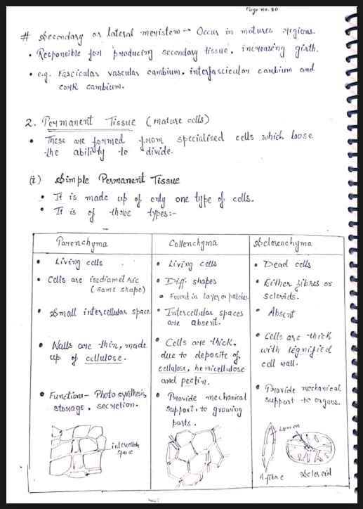 Images of Chapter 6: Anatomy of Flowering Plants Class 11 Biology Handwritten Notes PDF - Page 2