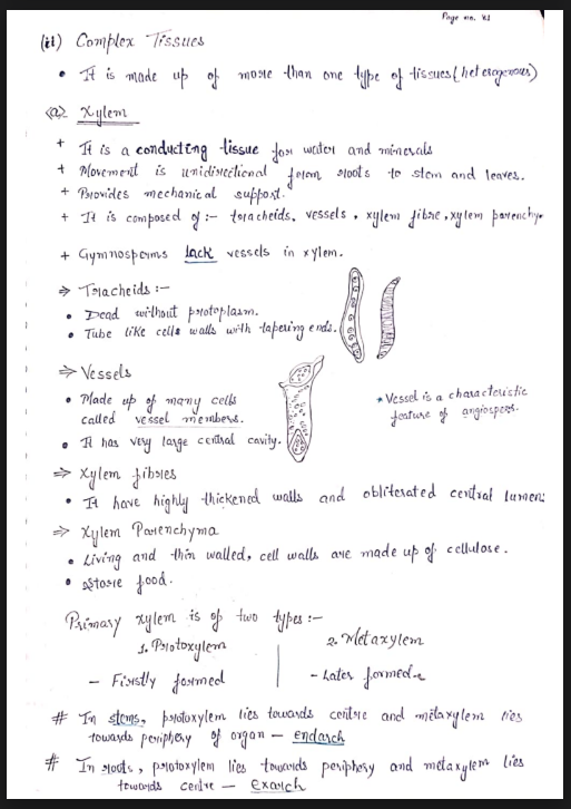 Images of Chapter 6: Anatomy of Flowering Plants Class 11 Biology Handwritten Notes PDF - Page 3