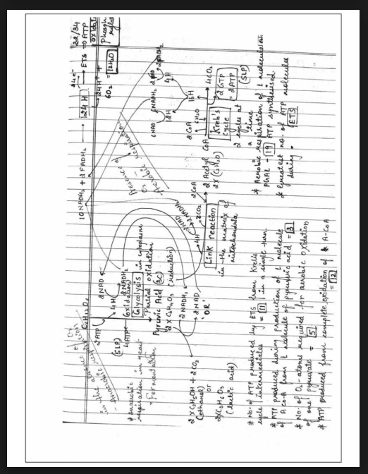 Images of Chapter 14: Respiration in Plants Class 11 Biology Handwritten Notes PDF - Page 3