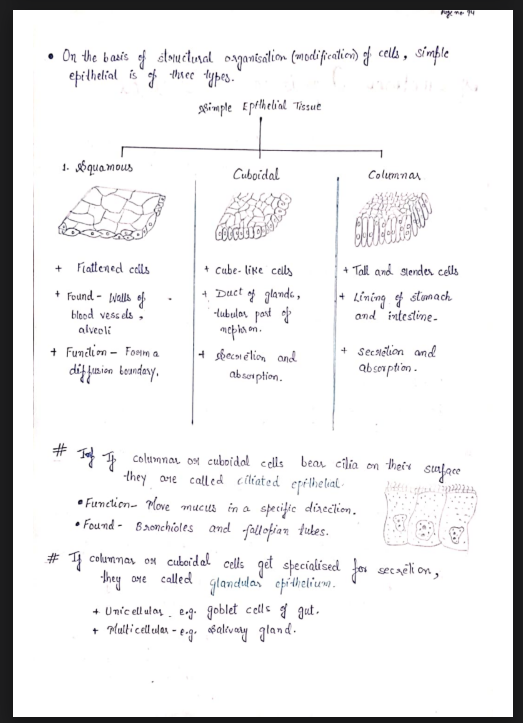 Images of Chapter 7: Structural Organisation in Animals Class 11 Biology Notes PDF - Page 2