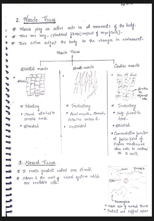 Images of Chapter 7: Structural Organisation in Animals Class 11 Biology Notes PDF - Page 3
