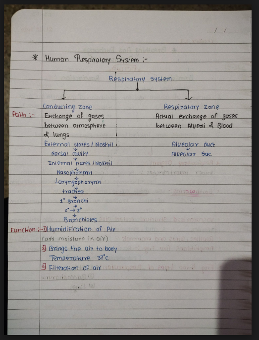 Images of Breathing and Exchange of Gases Chapter Class 11 Biology Handwritten Notes PDF - Page 2