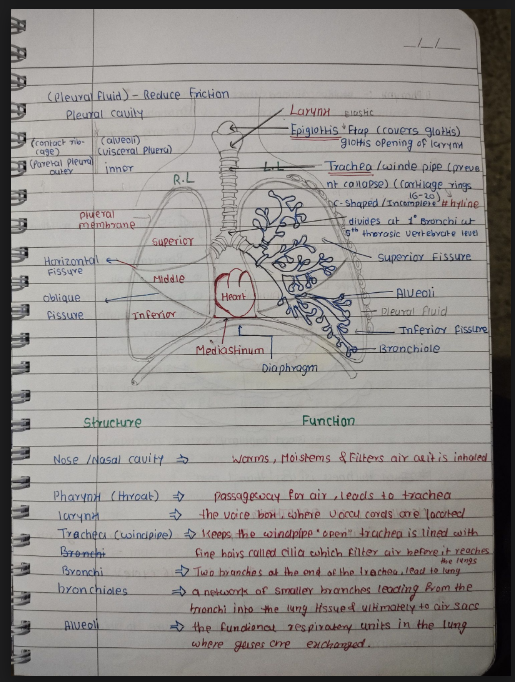 Images of Breathing and Exchange of Gases Chapter Class 11 Biology Handwritten Notes PDF - Page 3