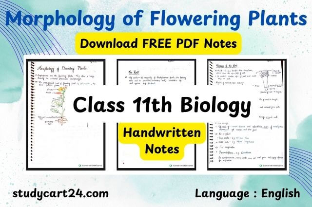 Chapter 5: Morphology of Flowering Plants Class 11 Biology Handwritten Notes PDF in English – Free Download