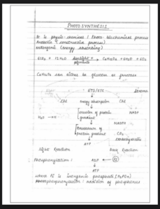 Chapter13: Photosynthesis in Higher Plants Class 11 Biology Notes