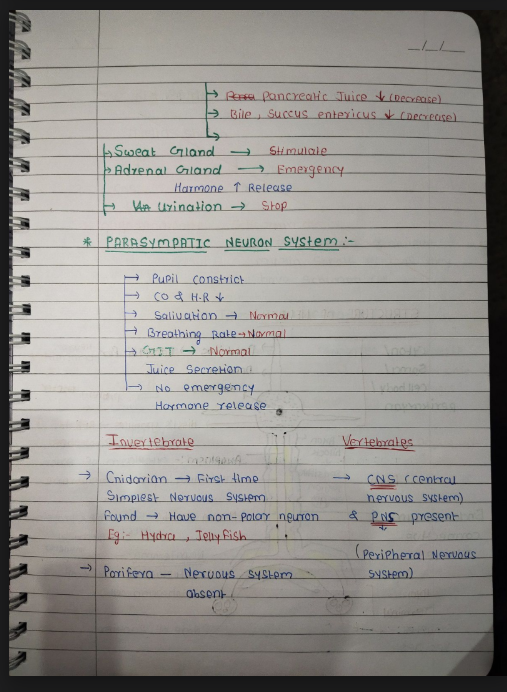 Images of Neural Control and Coordination Class 11 Biology Notes PDF - Page 2