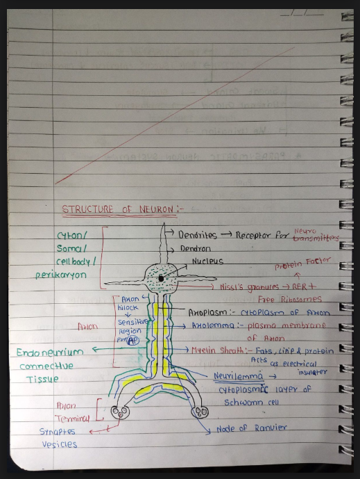 Images of Neural Control and Coordination Class 11 Biology Notes PDF - Page 3