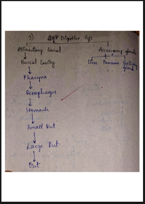 Images of Digestion and Absorption Class 11 Biology Notes PDF - Page 2
