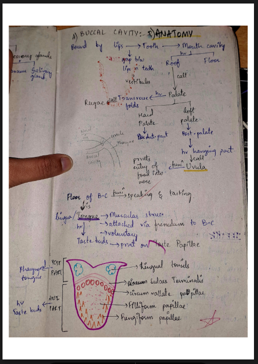 Images of Digestion and Absorption Class 11 Biology Notes PDF - Page 3