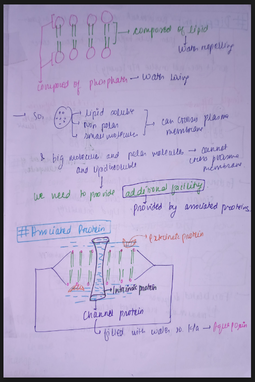 Images of Transport in Plants Class 11 Biology Notes PDF - Page 3
