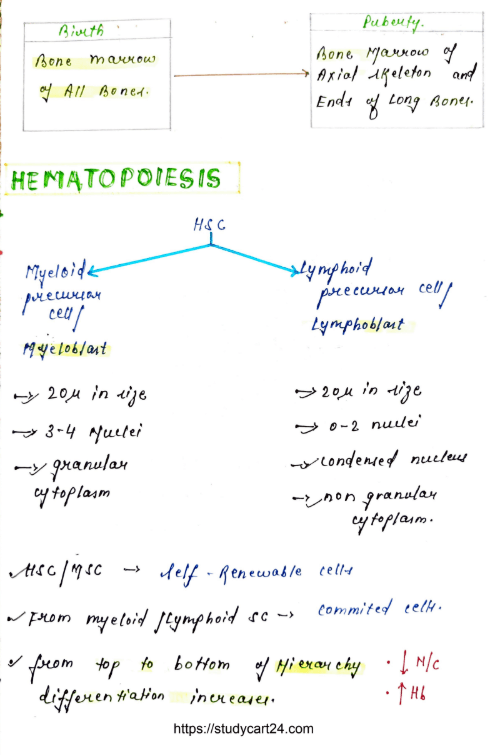 Images of Red Blood Cell Disorders MBBS Notes PDF - Page 2