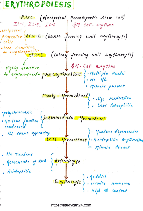 Images of Red Blood Cell Disorders MBBS Notes PDF - Page 3